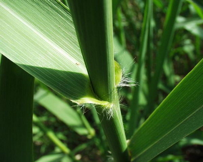 Arundo mauritanica